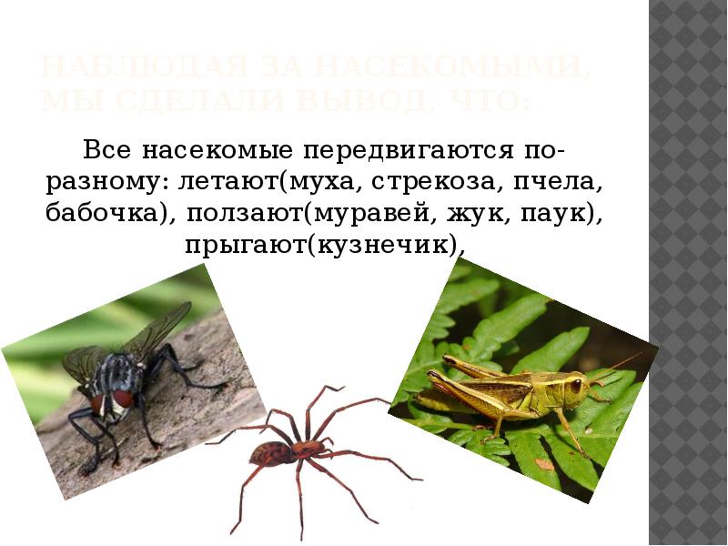 Нарисуй напиши названия разных насекомых объясни что общего у всех насекомых