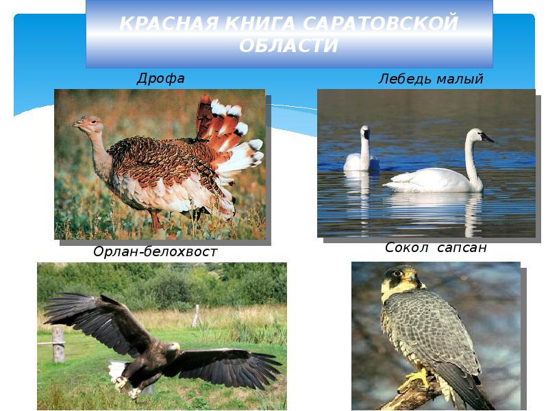 Красная книга саратовской области фото