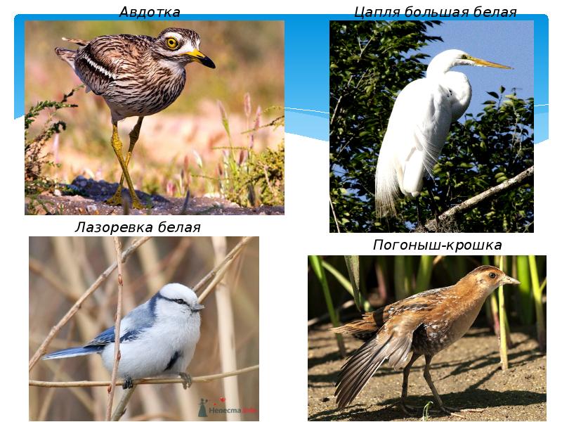 Птицы в саратовской области фото