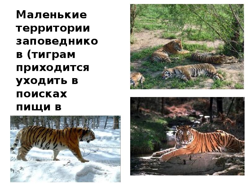 Амурский тигр. Тигр где обитает в каком заповеднике. Тигр охраняемая территория. Уссурийский тигр охраняемая территория. Уссурийский (амурский) тигр проект.