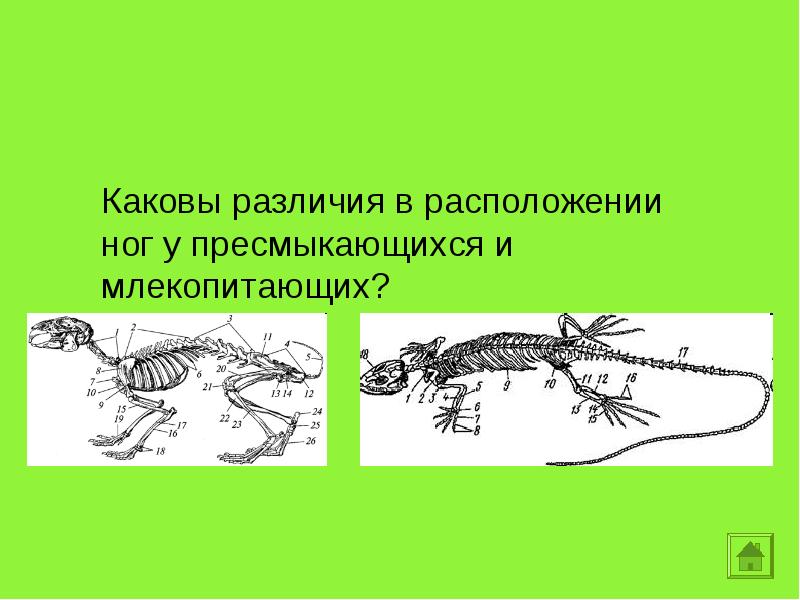 Каковы различия. Расположение конечностей у пресмыкающихся. Расположение конечностей у земноводных и пресмыкающихся. Расположение конечностей у млекопитающих. Расположение конечностей у рептилий.