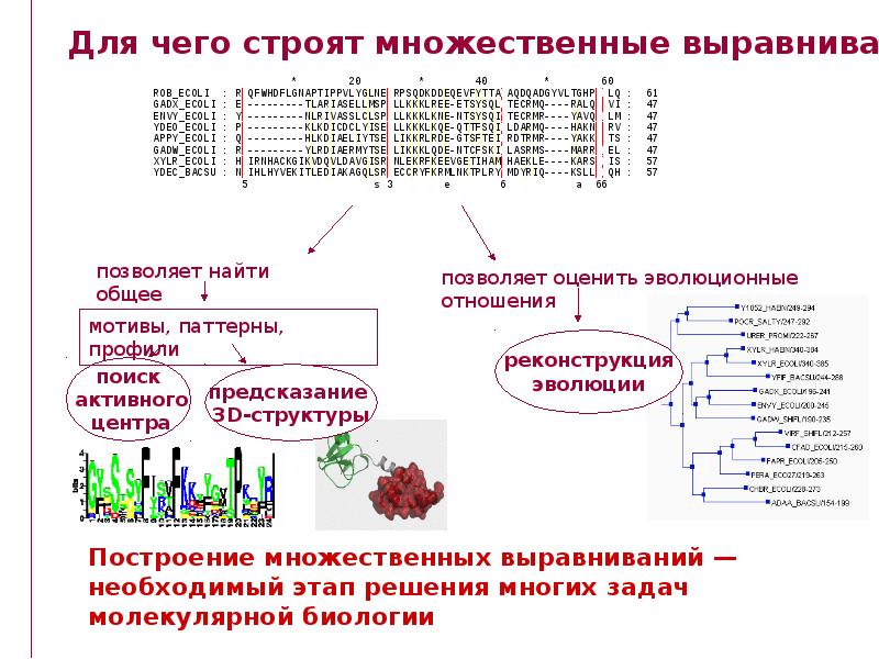 Множественное выравнивание. Презентация множественное выравнивание. Множественное выравнивание последовательностей программа. Множественное выравнивание пример. Множественное выравнивание биоинформатика презентация.