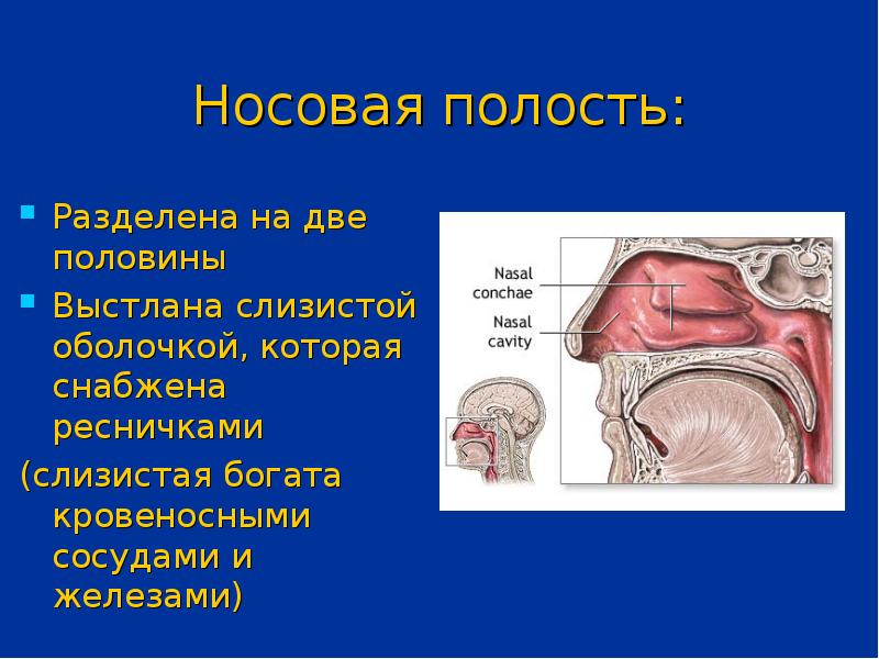 Носовая полость презентация