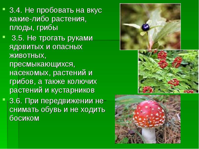 Что опасно человеку в лесу. Ядовитые растения и грибы. Ядовитые грибы и ягоды. Ядовитые грибы растения и животные. Ядовитые растения грибы насекомые животные.