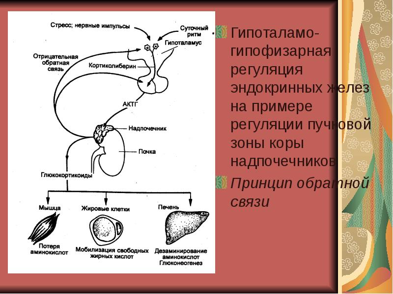 Секрецию гормонов осуществляют