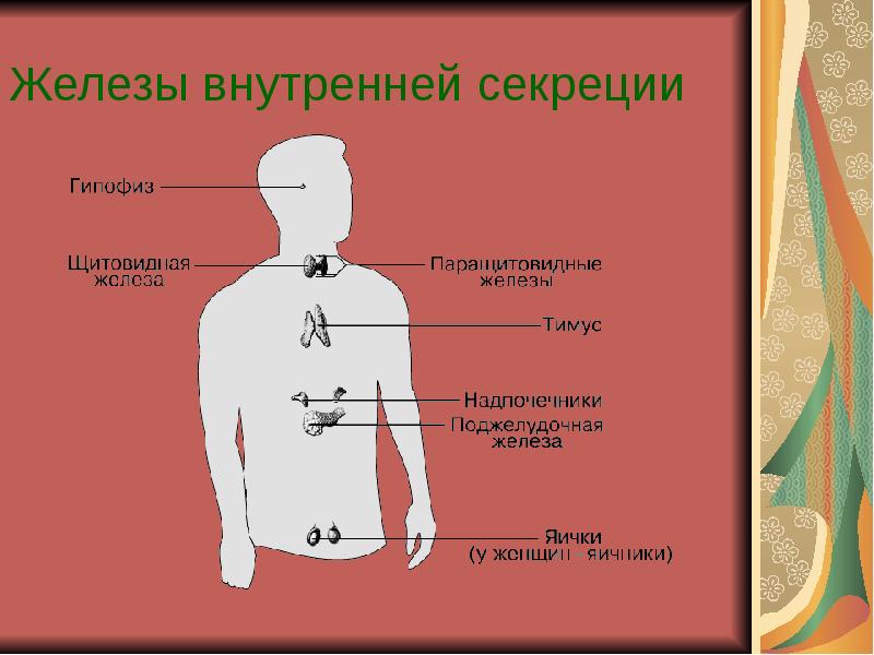 Железы внутренней секреции гипоталамус. Железы внутренней секреции. Железо внутренней секреции. Железавнетренний секций. Заболевания желез внутренней секреции.