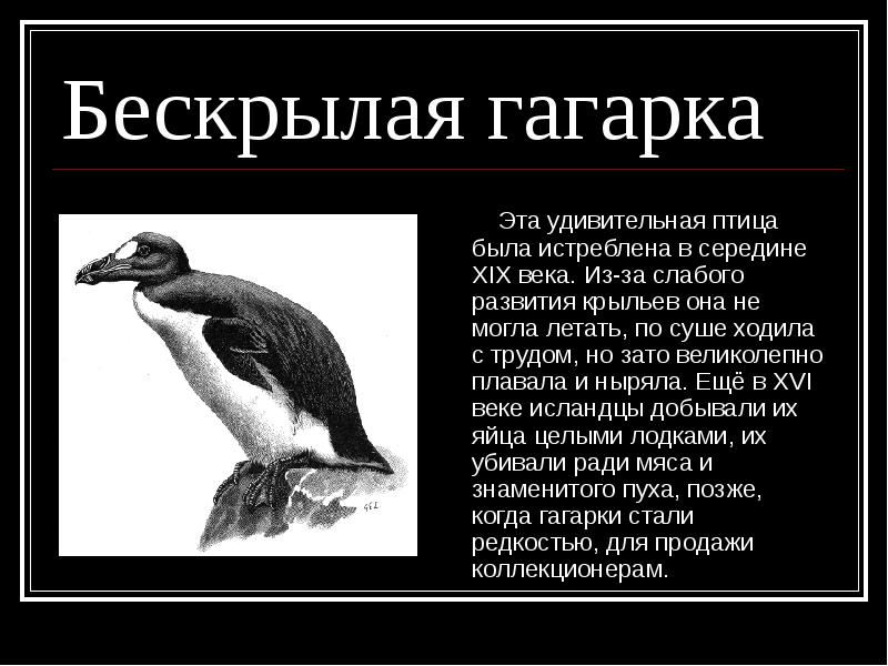 Бескрылый. Бескрылая Гагарка красная книга. Бескрылая Гагарка черная книга. Бескрылая Гагарка описание. Бескрылая Гагарка вымершее животное.