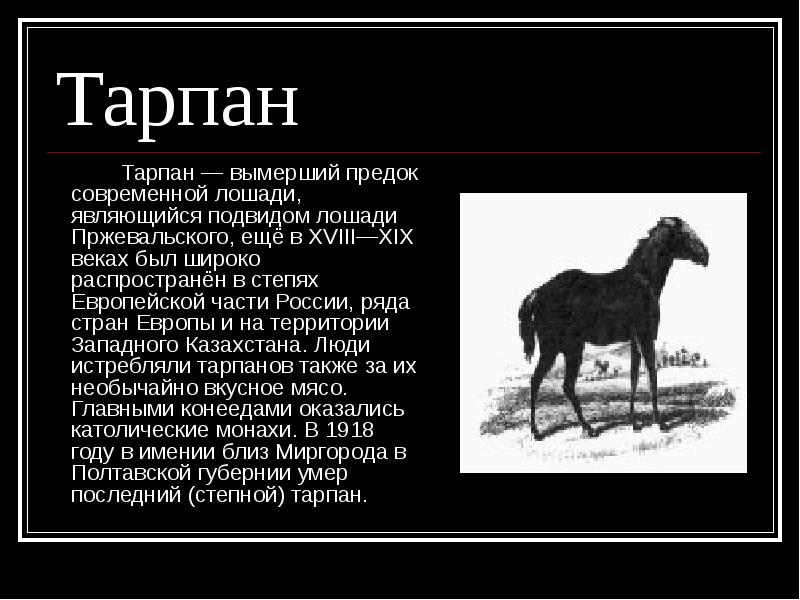 Как по вине человека могут быть. Тарпан лошадь вымершая. Тарпан вымерший предок современной лошади. Дикая лошадь Тарпан красная книга. Предок лошади Тарпан.