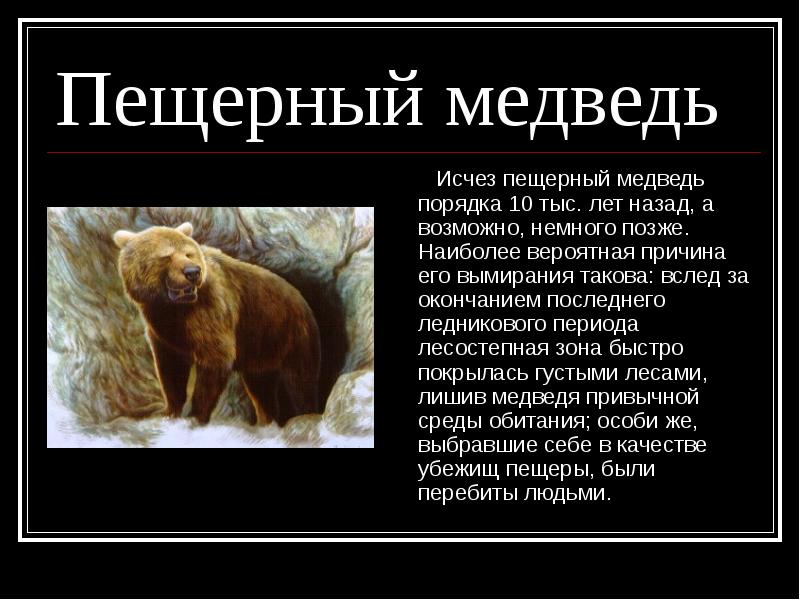Почему медведи умирают. Пещерный медведь. Пещерный медведь вымершие Медвежьи. Пещерный медведь сообщение. Пещерный медведь вымершие животные.