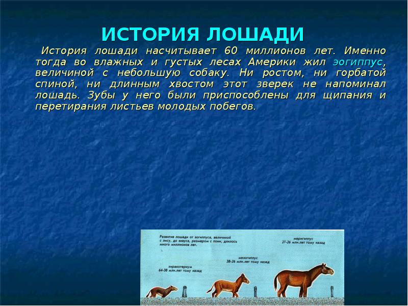 Кто является повествователем в рассказе конь. История лошади. Рассказ про коня. Исследовательская работа про лошадей. Исторические лошади.