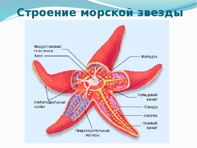 Схема строения амбулакральной системы иглокожих - 91 фото