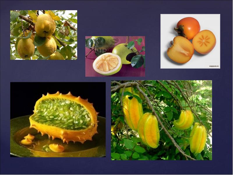 Какое значение плодов. Плоды в жизни человека. Плоды в природе и в жизни человека. Роль плодов. Сборный плод.