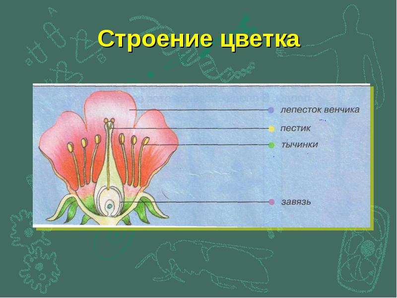 Строение цветка 7. Строение цветка. Строение пестика цветка. Строение цветка 7 класс биология. Строение цветка 7 класс.