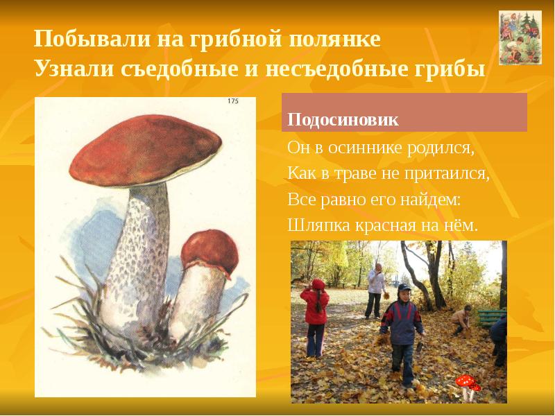 Грибы шляпочные и трубчатые. Загадка про подосиновик для детей. Подосиновик. Строение гриба 7 класс биология подосиновик. Найдите ошибку в определении способа образования подосиновик.