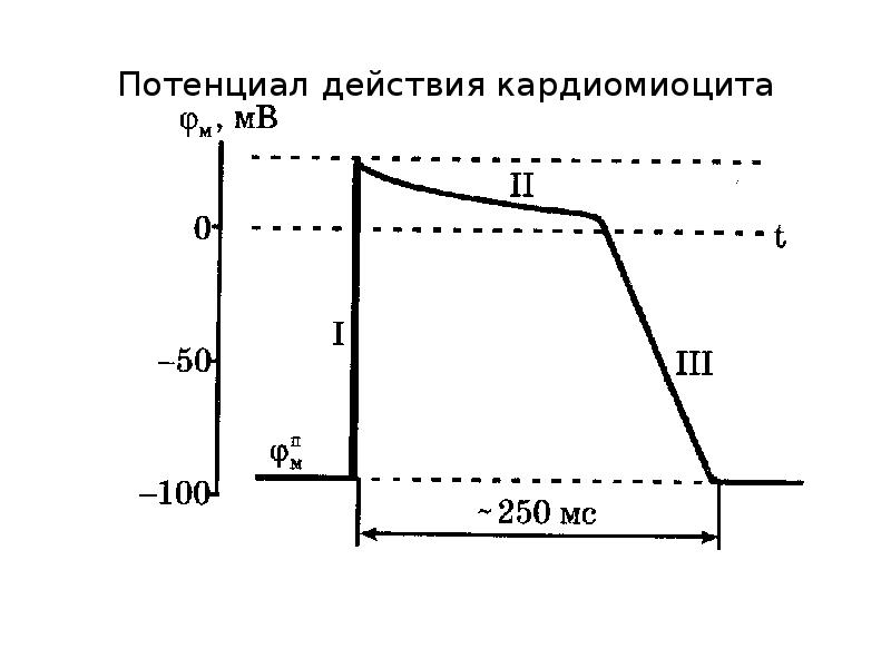 Схема потенциала действия атипичного кардиомиоцита