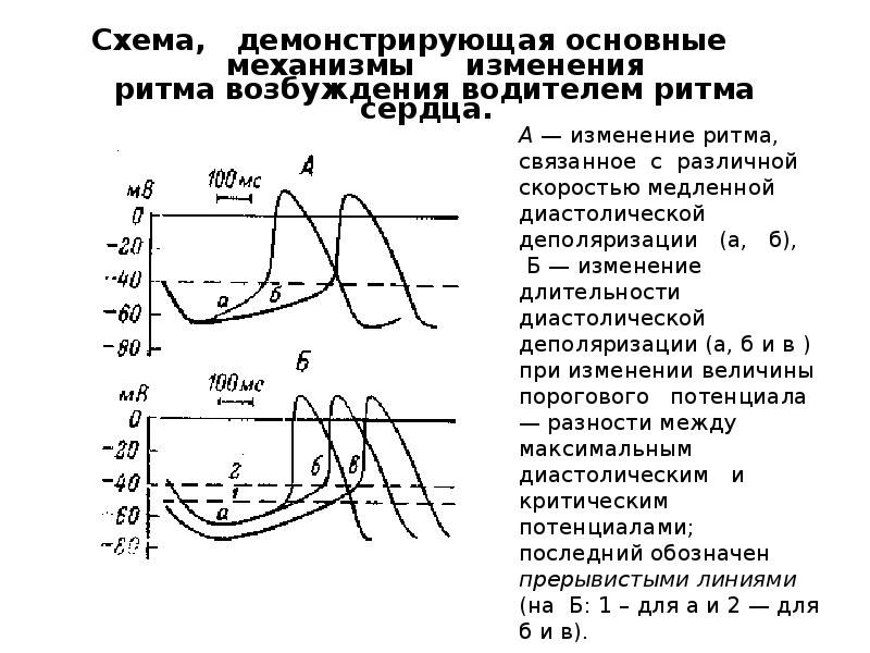 График изменения мембранного потенциала клеток водителя ритма сердца