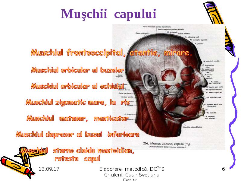 Sistemul Locomotor Muscular