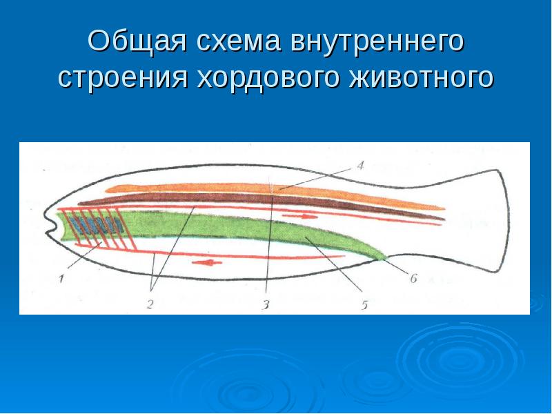 Схема строения хордовых