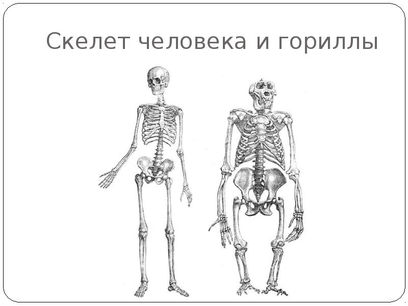 Отличие человека от животного скелет. Скелет гориллы и человека и человека. Скелет гориллы и человека сравнение. Скелет человека и обезьяны. Скелет обедятны и человека.