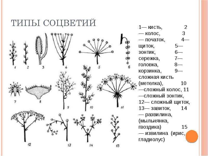 Початок метелка. Соцветие кистевидная корзинка. Соцветие кистевидная корзинка рисунок. Схема классификации соцветий цветковых растений. Соцветия цветковых растений.