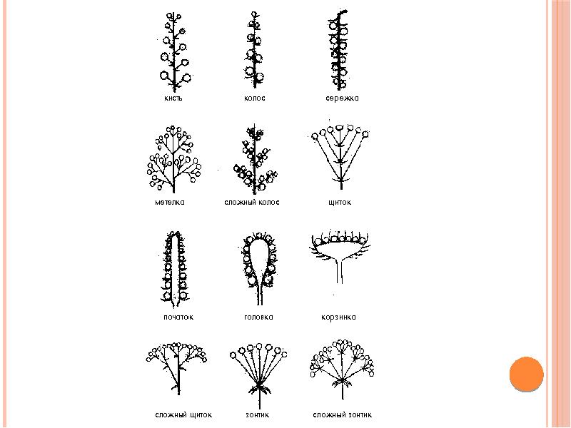 Морфология растений. Морфология растений схема. Головка сложный Колос. Колос схема. Морфология растений картинки.