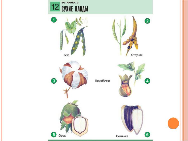 Биология плоды 7. Карточки по биологии плоды. Разнообразие плодов карточки. Карточки сухих плодов. Карточка по плодам.