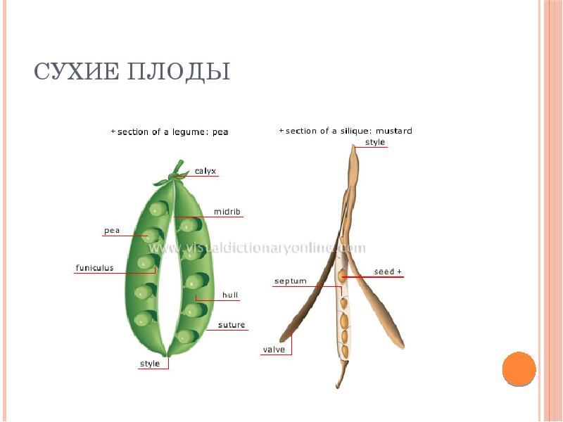 Горох имеет плоды. Строение плода гороха. Горох Тип плода. Сухие плоды. Строение плодов гороха.