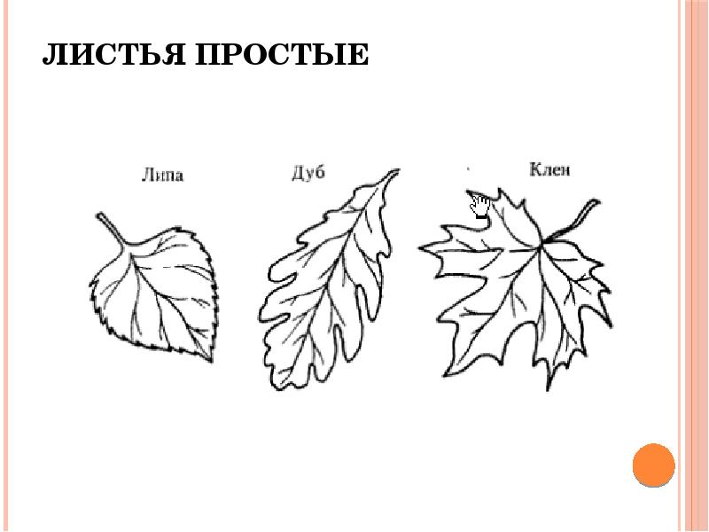 Какие листья у липы