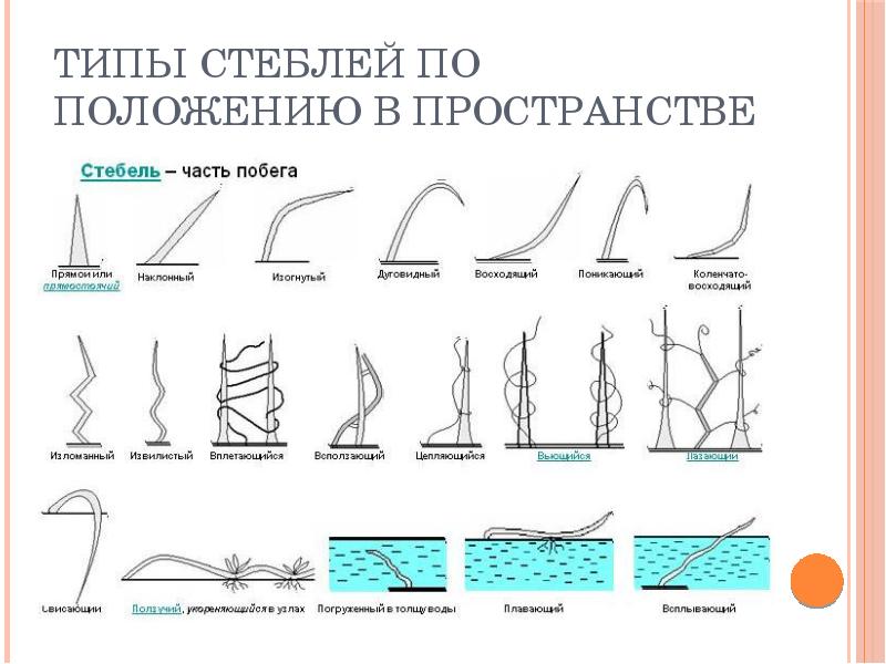 3 типа побегов