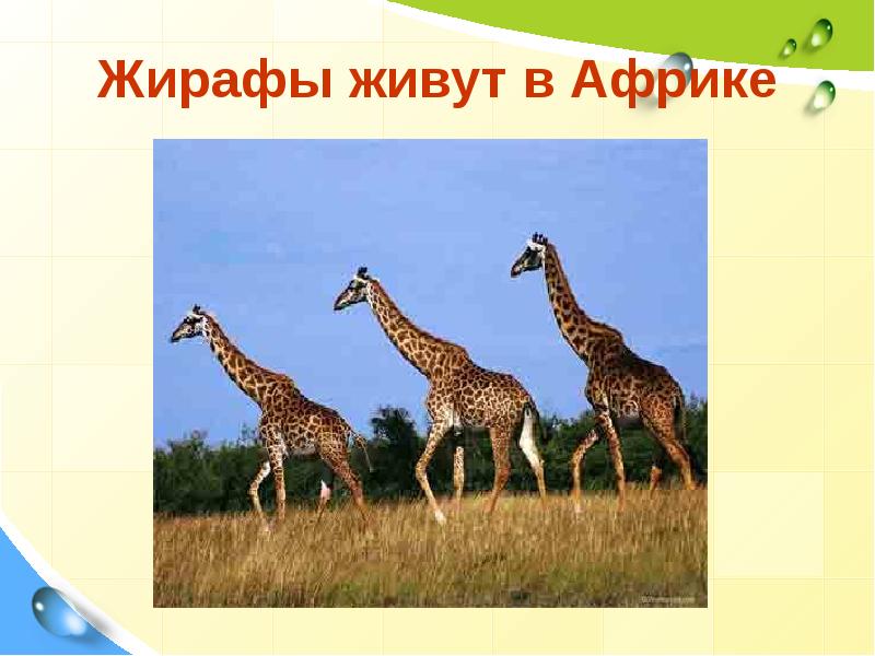 Жираф проект 2 класс