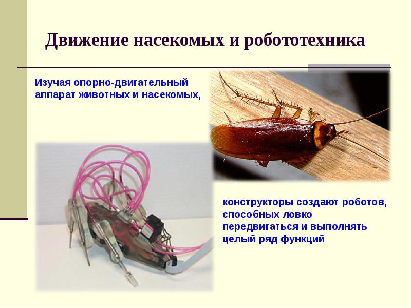 Движение насекомых и робототехника