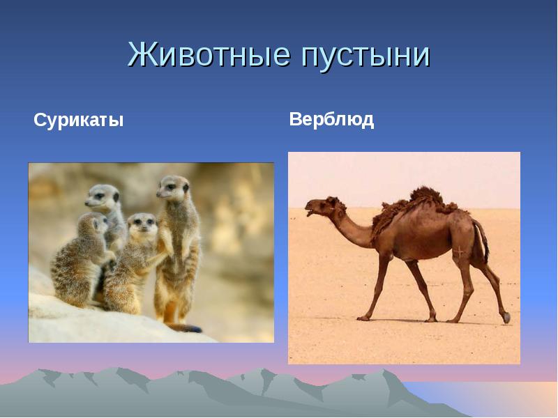 Обитатели пустыни россии. Зона пустынь и полупустынь животные. Животные пустыни и полупустыни России. Растительный и животный мир пустынь и полупустынь в России. Животные тропических пустынь и полупустынь.