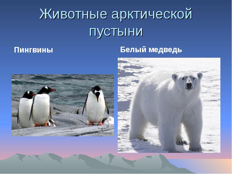 Определите животных арктических пустынь. Арктическая пустыня животные. Животные аттической пустыни. Животный мир арктической пустыни. Животные Арктический пустмнм.