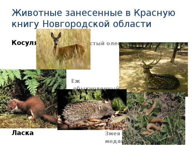 Животные красной книги новгородской области фото