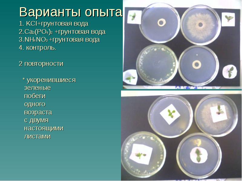 Трехкратная повторность опытов. Бактерии и фитонциды.