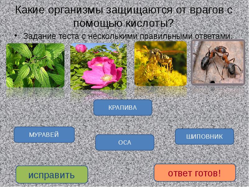 Как деревья защищаются от врагов презентация - 84 фото