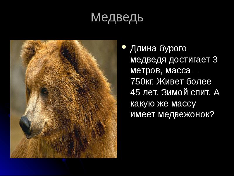 Масса медвежонка составляет 15 массы белого. Длина бурого медведя. Масса бурого медведя. Факты о буром медведе. Медвежата в длину.