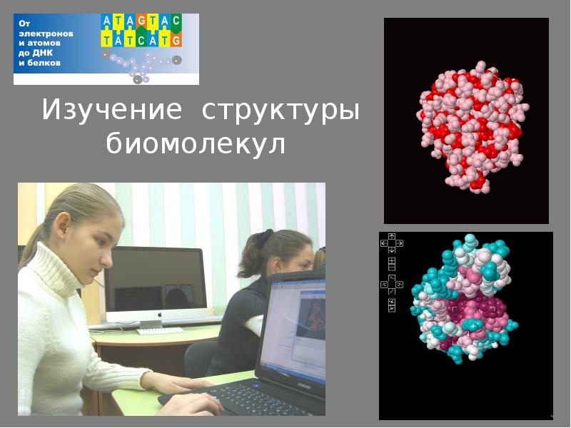 Регуляторы биомолекулярных процессов 11 класс презентация