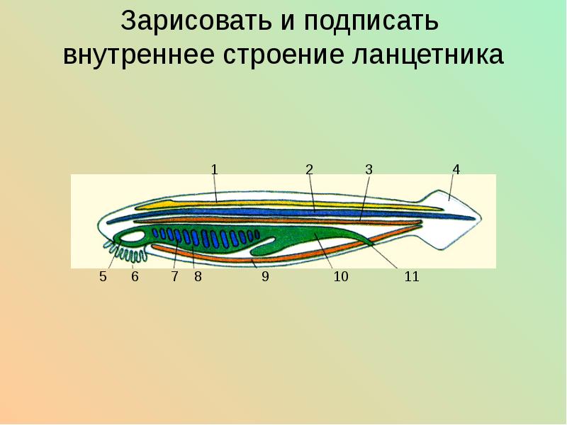 Зарисуйте и подпишите. Пищеварительная система ланцетника схема. Хордовые ланцетник строение. Пищеварительная система хордовых схема. Схема внутреннего строения ланцетника.