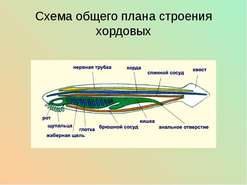 Схема строения хордовых