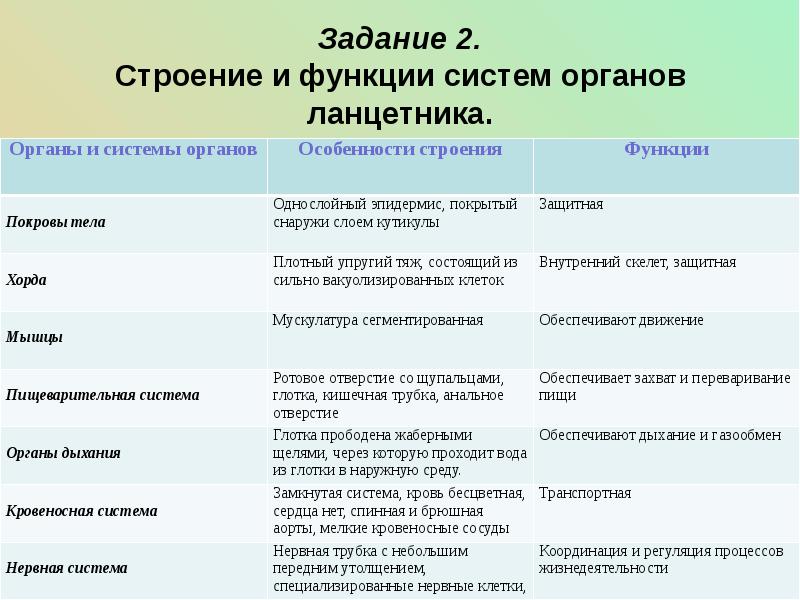 Строение и функции внутренних. Функции и система органов ланцетника. Таблица по биологии 7 класс строение ланцетника. Системы органов ланцетника и их функции. Таблица по биологии 7 класс особенности строения ланцетника.