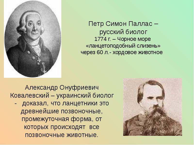 Паллас петр симон презентация