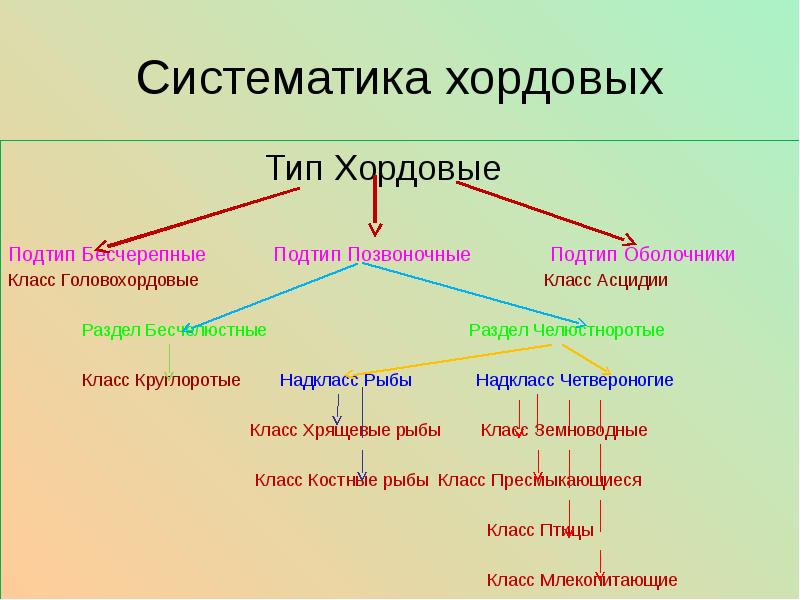 Происхождение хордовых животных презентация