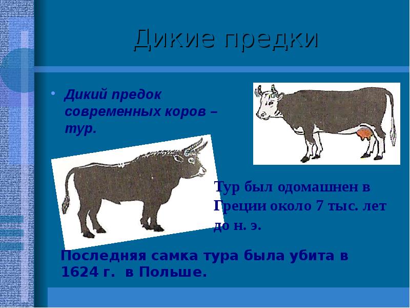 Презентация дикие предки домашних животных