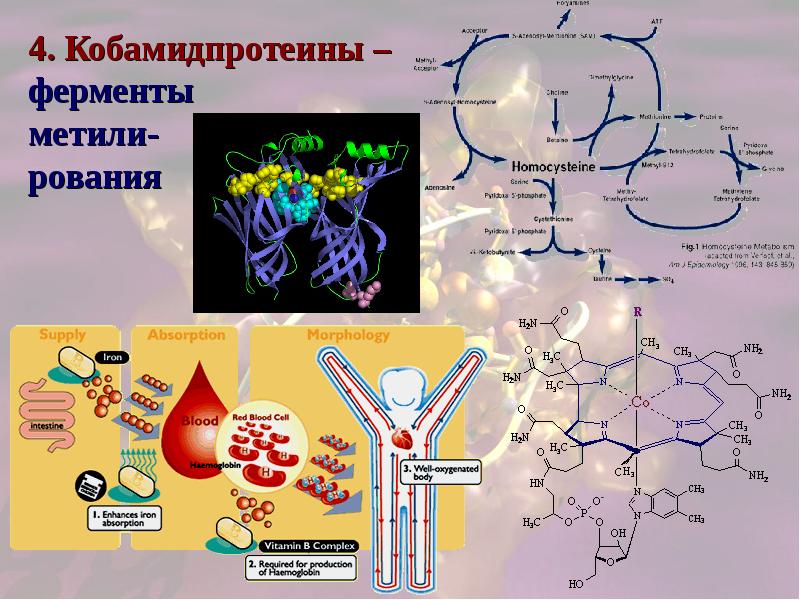 Сложные белки презентация