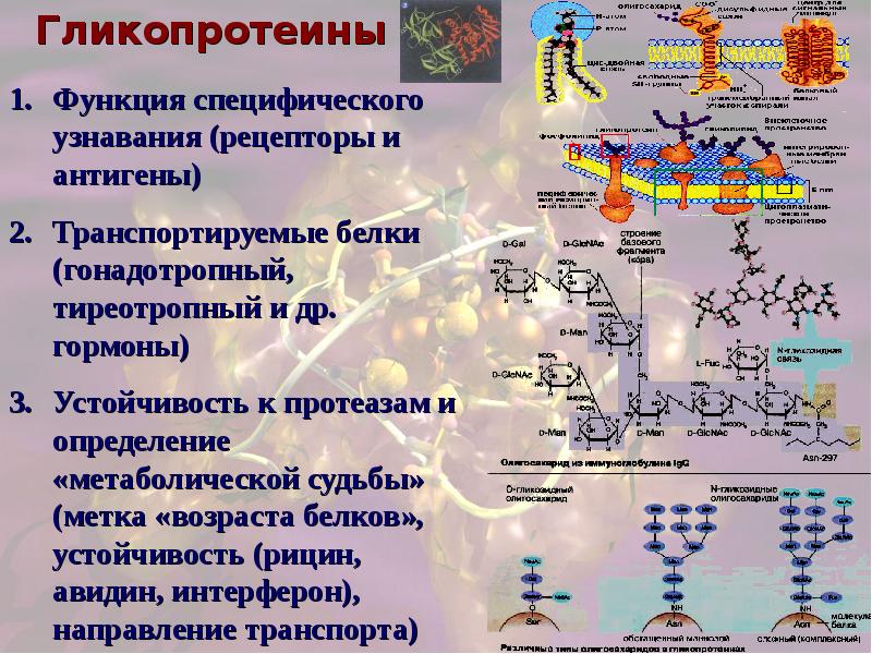 Сложные белки презентация