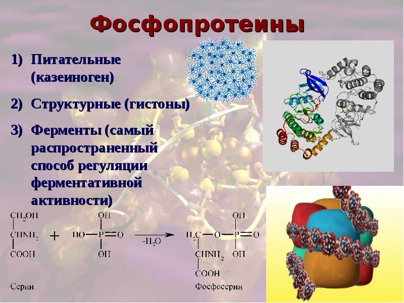 Выберите белки. Сложные белки формулы. Функции фосфопротеинов. Фосфопротеины структурная формула. Фосфопротеиды строение.