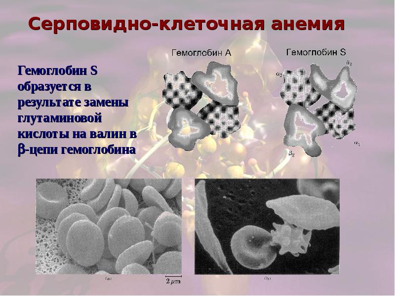 Сложные белки презентация