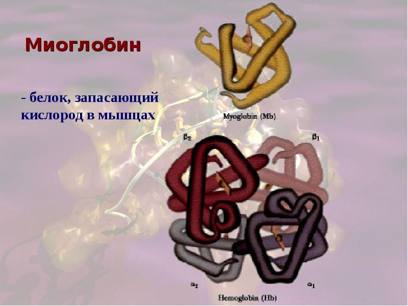 Сложные белки презентация