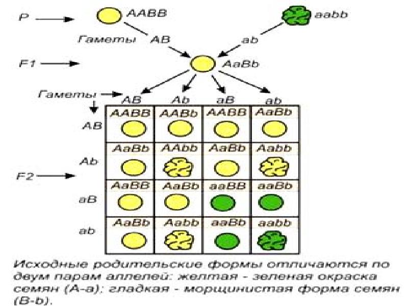 Схема аавв х aabb иллюстрирует скрещивание 1 моногибридное 2 полигибридное